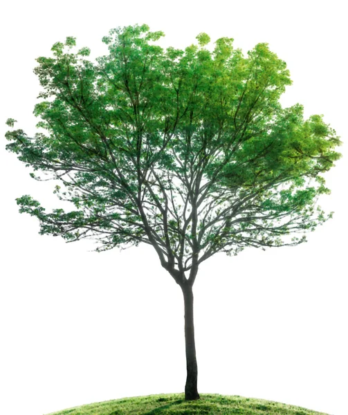 Albero isolato illustrazione — Foto Stock