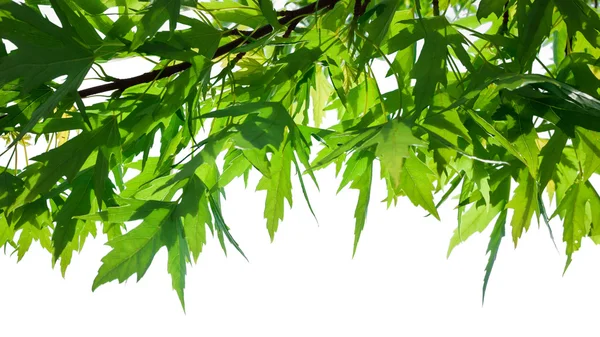 Groene takken van boom — Stockfoto