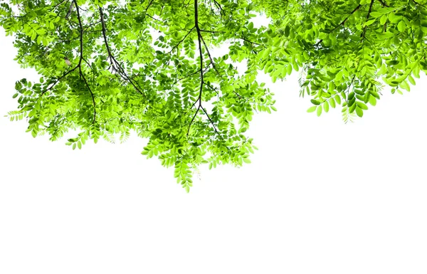 Green leaves isolated — Stock Photo, Image