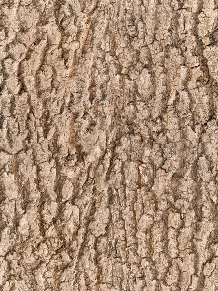 Textura da árvore casca sem costura — Fotografia de Stock