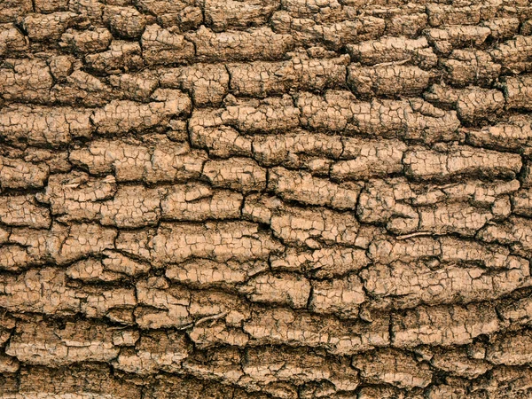 Textura del árbol de corteza — Foto de Stock