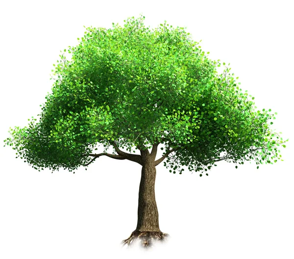 Дерево ізольовані 3d — стокове фото