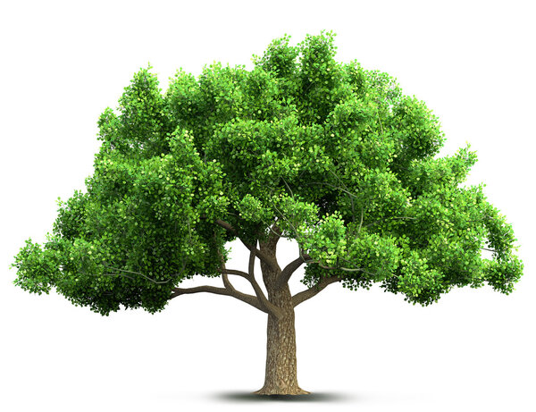 tree isolated 3D