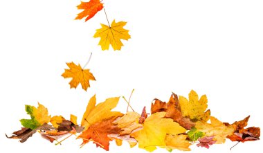bir sonbahar yaprakları