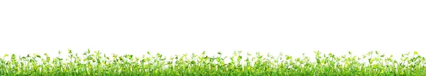 Green Wild Grass Isolated White Background — Stock Photo, Image