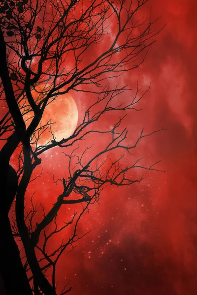 Fond Halloween Avec Lune Rouge Arbre Mort — Photo