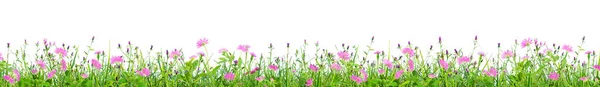 Green Grass Pink Spring Flowers Isolated White Background — Stock Photo, Image