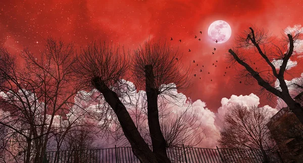 Fond Halloween Avec Lune Rouge Arbres Morts — Photo