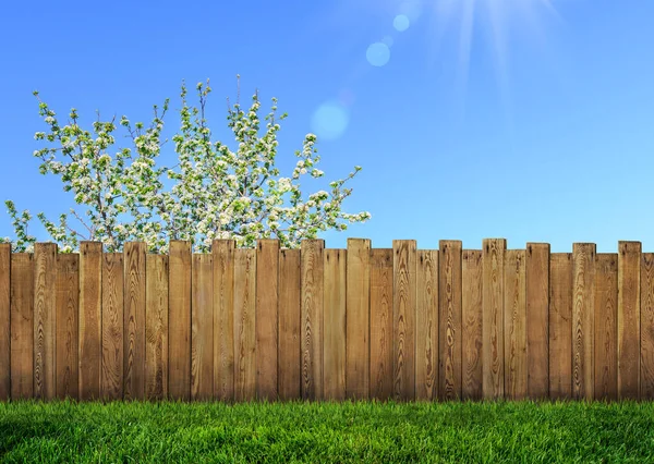 Spring Bloom Tree Backyard Wooden Garden Fence — Stock Photo, Image