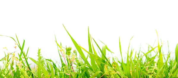 Green Fresh Grass Isolated White Background — Stock Photo, Image