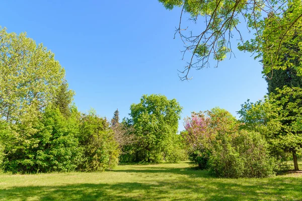 Backyard Garden Manu Trees Grass Lawn — Stock Photo, Image