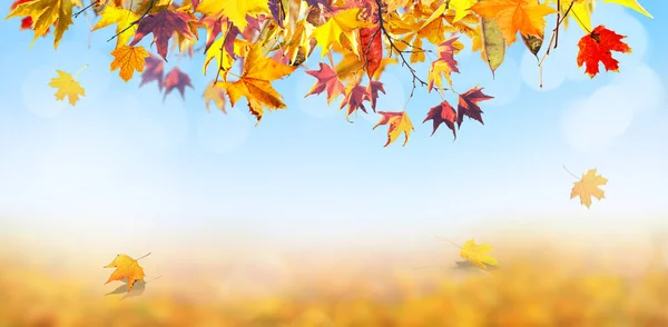 オレンジの葉秋の自然背景 — ストック写真