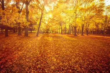 Turuncu yapraklar, sonbahar doğal arka plan. Parkta güneş ışığı var.