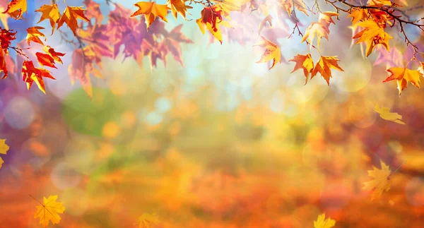 Orange Fall Leaves Autumn Natural Background — Stock Photo, Image