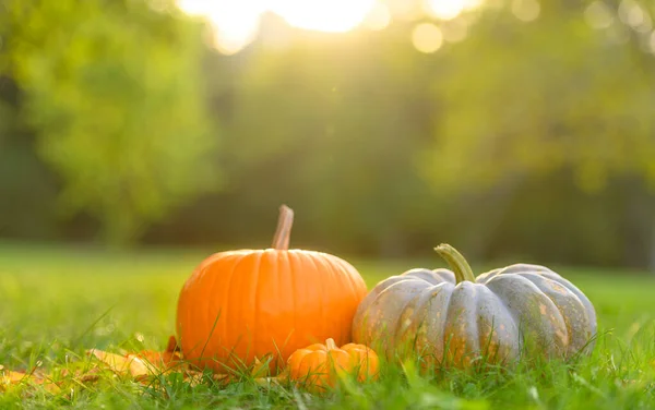 Pumpkins Green Grass Background Autumn Harvest Thanksgiving Concept — Stock Photo, Image