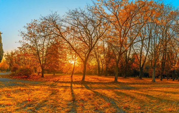 Autumn Landscape Trees Park Sunrise — Stock Photo, Image