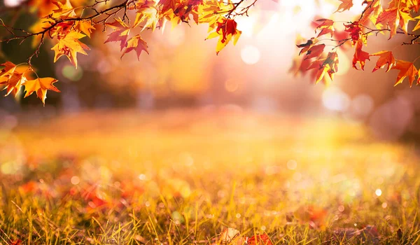 Hojas Otoño Naranja Fondo Natural Otoño — Foto de Stock