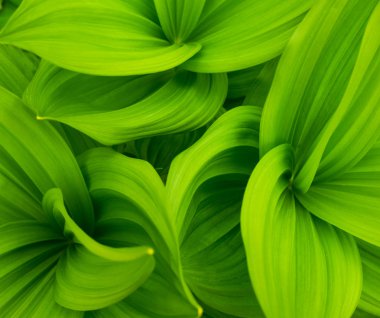 Yeşil yapraklar soyut arkaplan