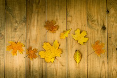 sonbahar yaprakları arka plan