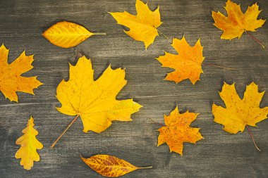 sonbahar yaprakları arka plan