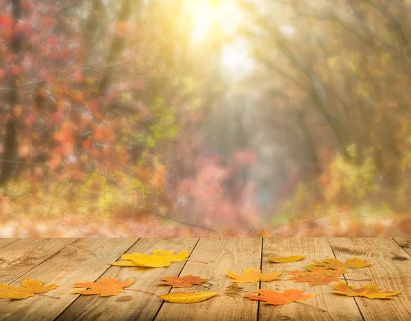 Hojas de otoño fondo — Foto de Stock