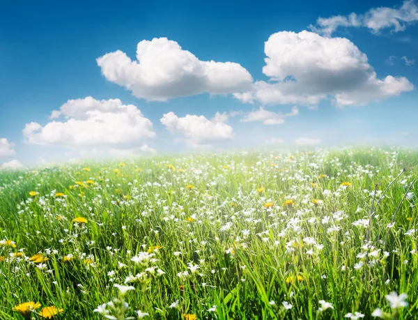 Campo de flores — Fotografia de Stock