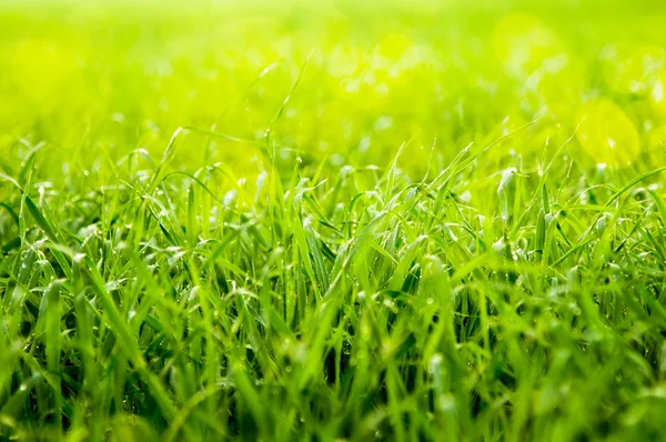 Польові трави — стокове фото