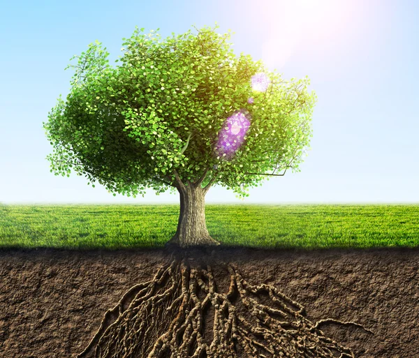 Tree with roots — Stock Photo, Image