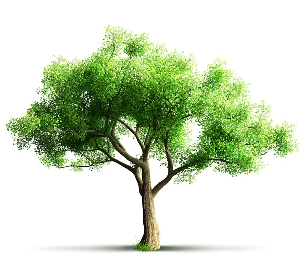 Albero isolato — Foto Stock