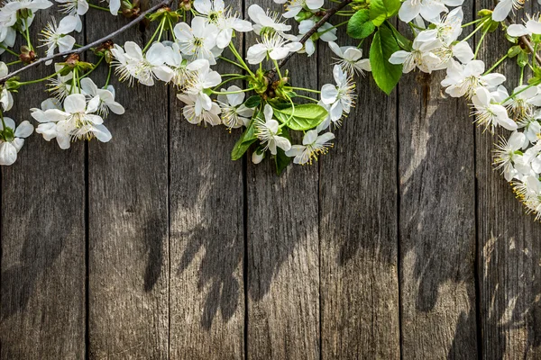 Primavera sfondo — Foto Stock