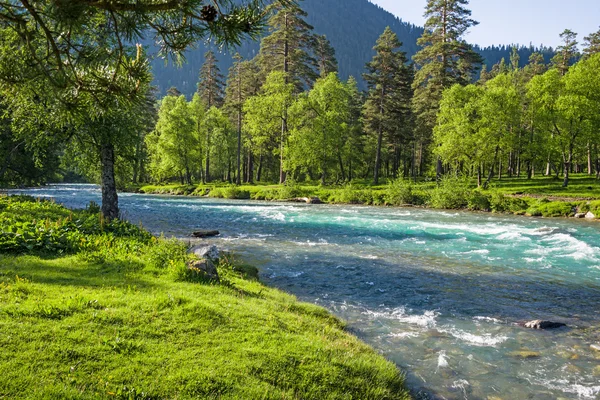 Лес и река — стоковое фото