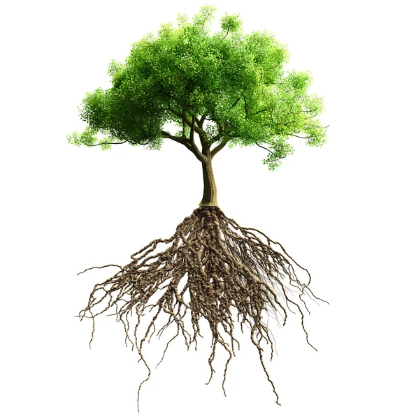 Tree with roots — Stock Photo, Image