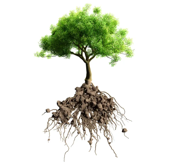 Árbol con raíces —  Fotos de Stock