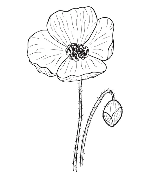 Fleur de pavot — Image vectorielle