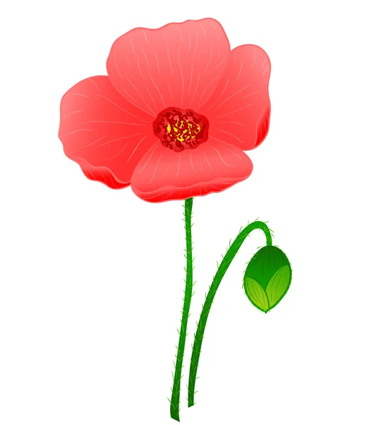 Fleur de pavot rouge — Image vectorielle