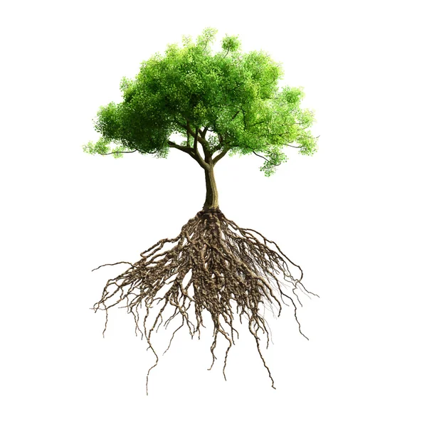 Árbol con raíces — Vector de stock