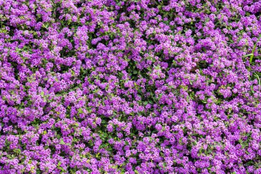 mor çiçekler arka plan