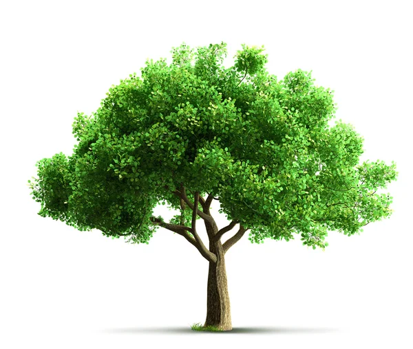 Tree isolated — Stock Photo, Image