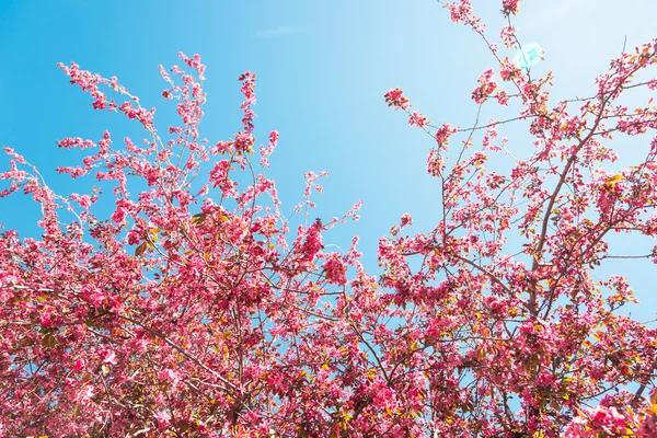 Fiori rosa in primavera — Foto Stock