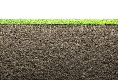 kök ve toprak çimen 