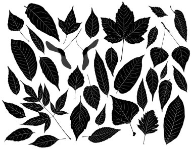 izole yaprakları siluetleri