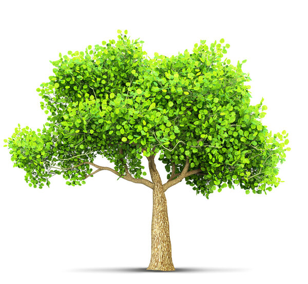 tree isolated