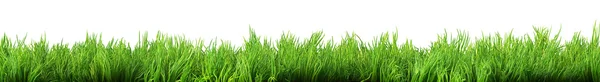 Gras geïsoleerd — Stockfoto