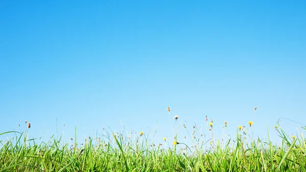 Grass profile — Stock Photo, Image