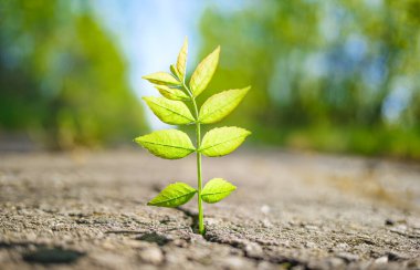 Açık havada çimentoda çatlaktan büyüyen yeşil bitki.