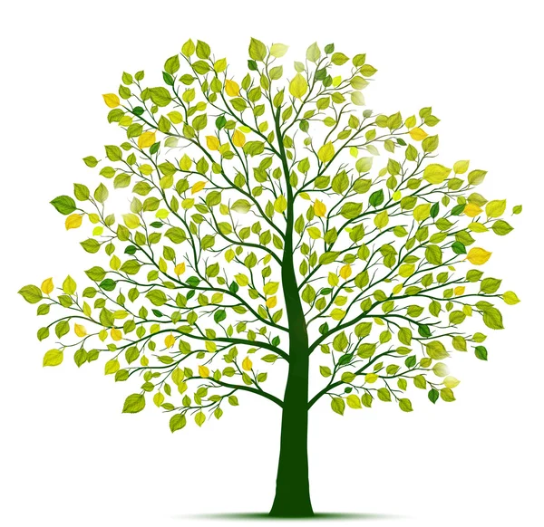 Zielone drzewo na białym tle — Wektor stockowy