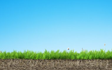 kök ve toprak çimen 