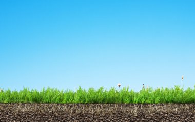 kök ve toprak çimen 