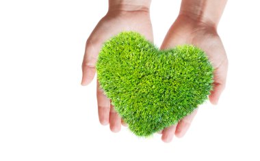 yeşil kalp şeklinde yaprakları