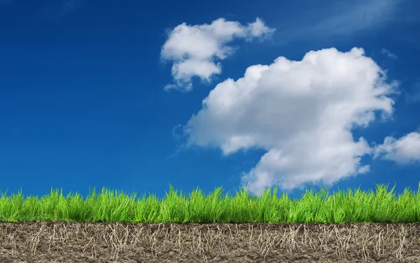 Grass with roots and soil — Stock Photo, Image